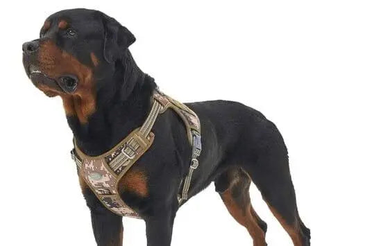 The Complete Guide to Choosing the Perfect Tactical Dog Harness