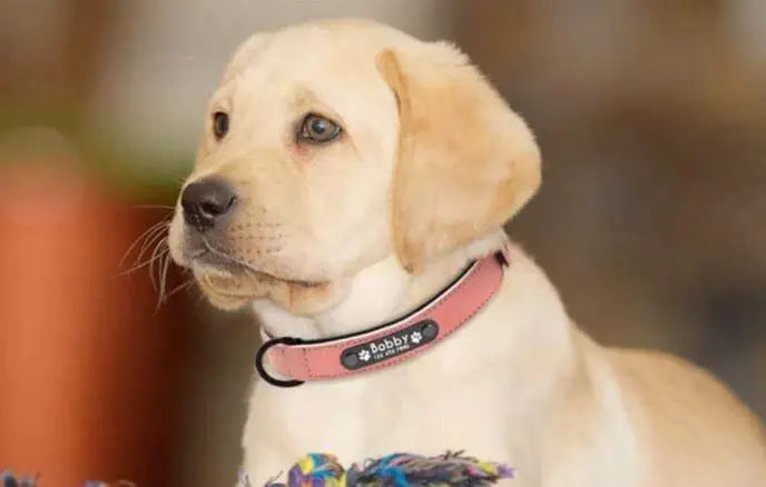 The importance of having a personalized engraved dog collar