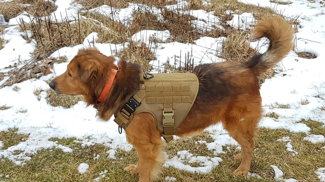 Unveiling the Finest No-Pull Harnesses of 2023 for Dogs: Your Ultimate Guide