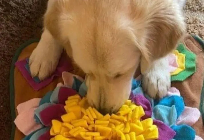 What Are Snuffle Mats and Are They Worth it? The Science Behind Snuffle Mats