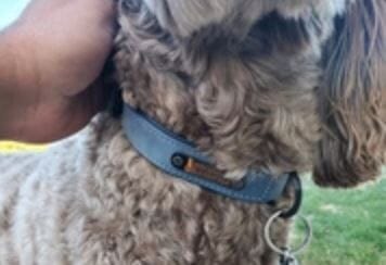 What are the best vegan dog collar options?