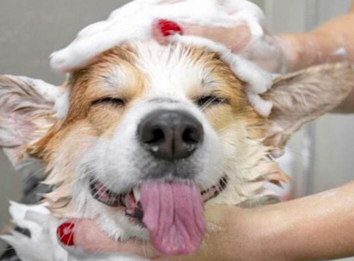 What does dog grooming entail?