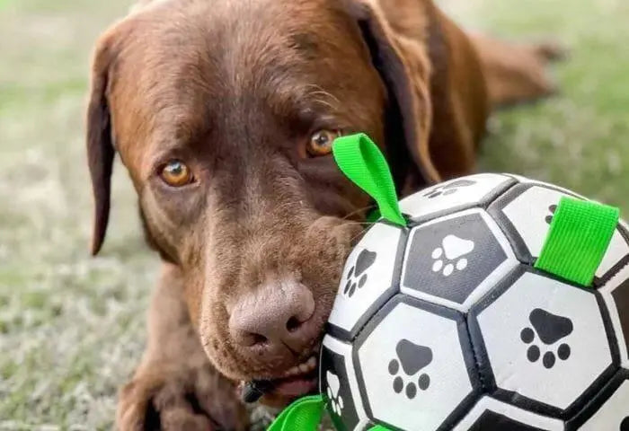 What is the best soccer ball for dogs?