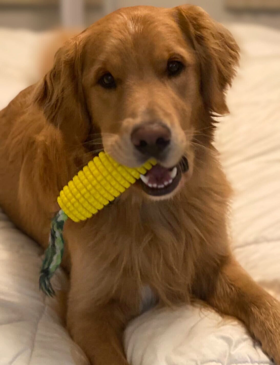 Squeaky Rubber Corn Toothbrush One Paw Dog Company 