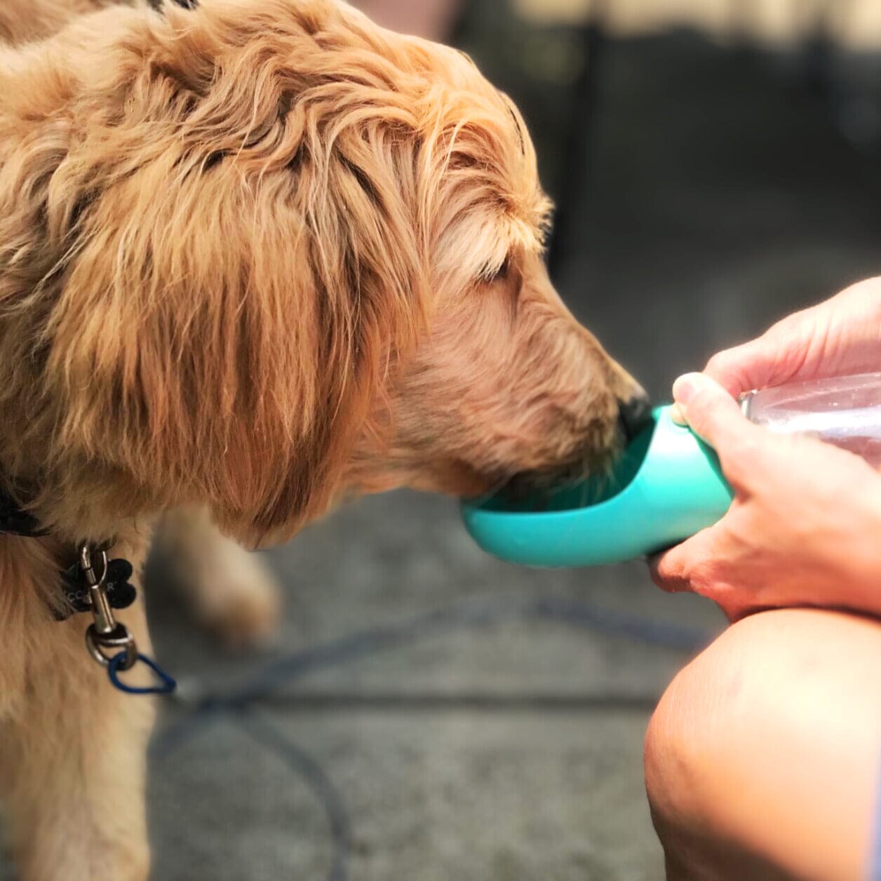 Shop The Portable Dog Travel Water Bottle OnePaw OnePaw Dog