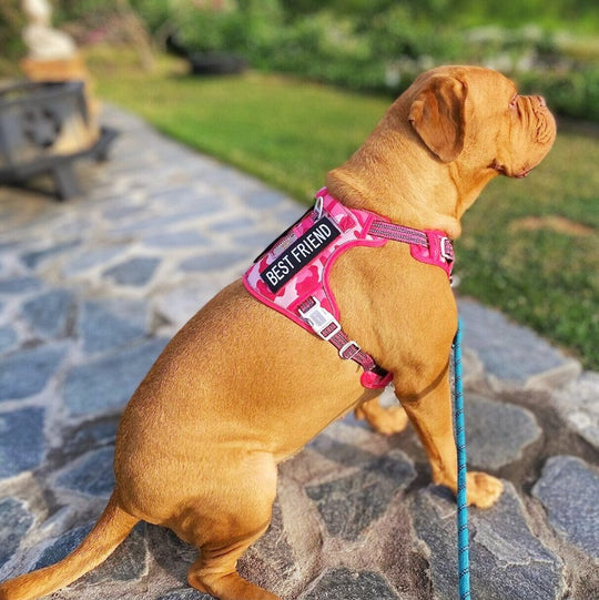 No Pull Reflective Harness One Paw Dog Company 