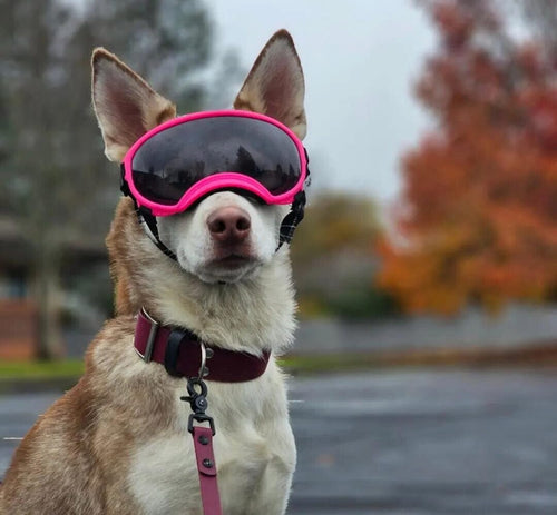 Anti UV Shatterproof Doggles OnePaw Dog Company 