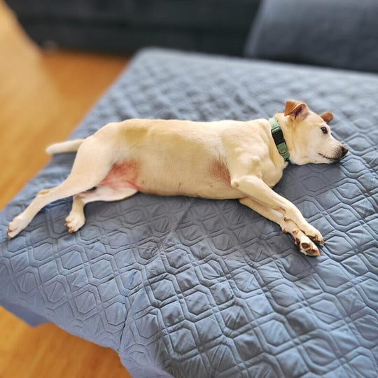 Water-Resistant Furniture and Bed Blanket OnePaw Dog Company 