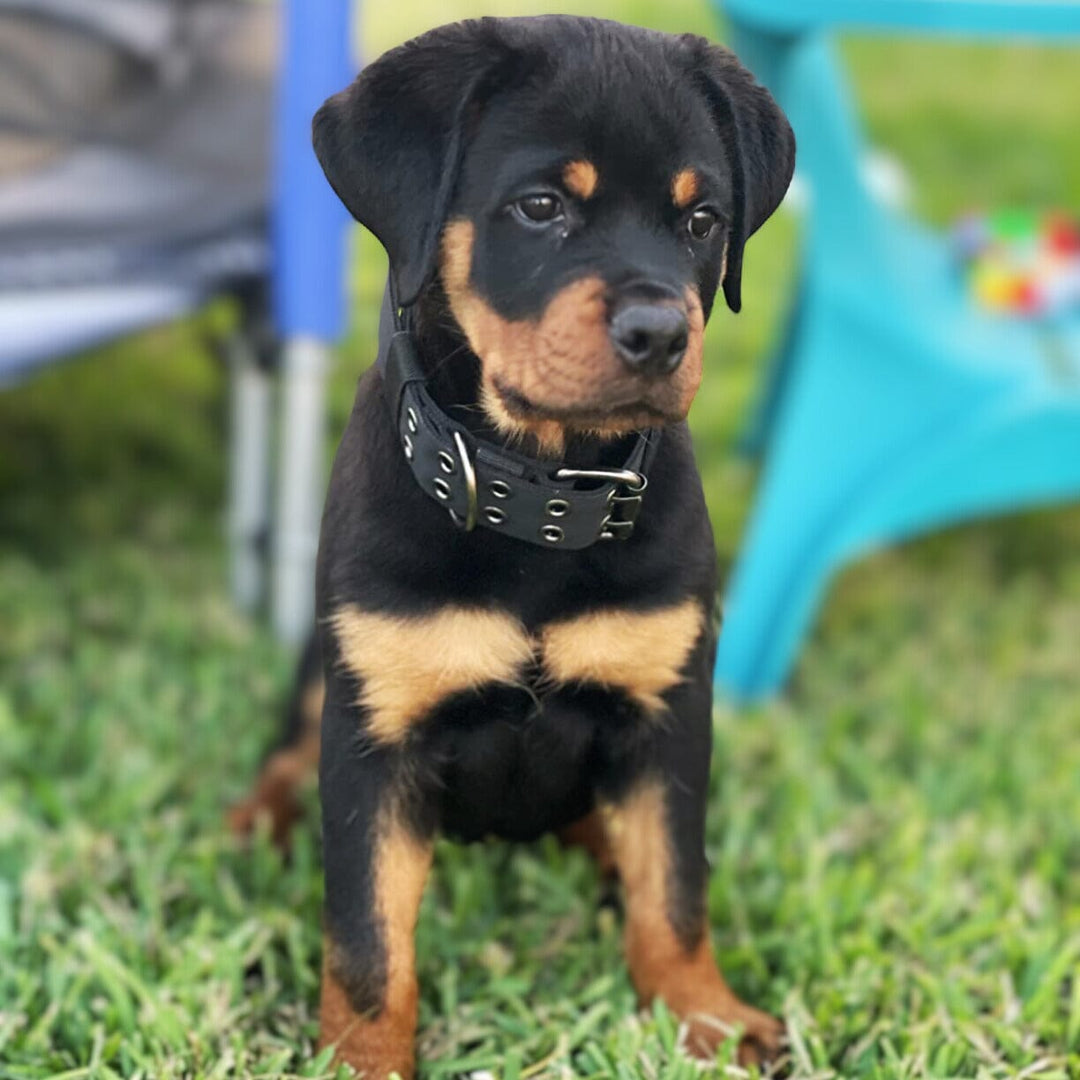 Adjustable Buckle-Up Collar One Paw Dog Company 