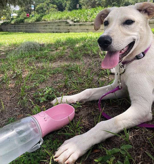 Portable 3-1 Dog Water Bottle Dog water bottle BonaceBoutique 