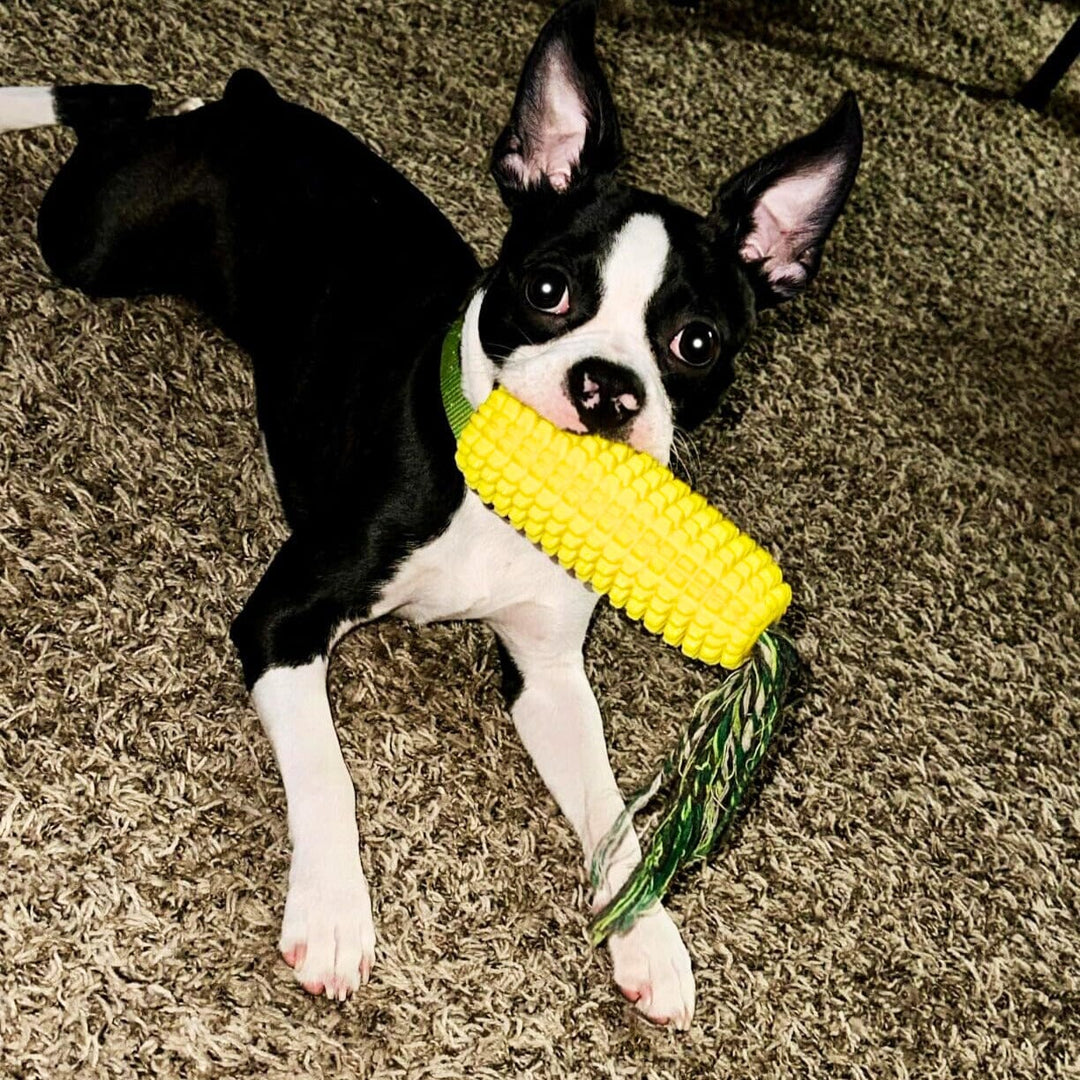 Squeaky Rubber Corn Toothbrush One Paw Dog Company 