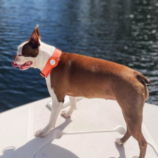 Waterproof AirTag Collar OnePaw Dog Company 