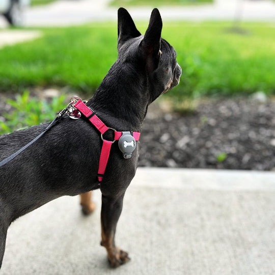 Adjustable Nylon Harness OnePaw Dog Company 