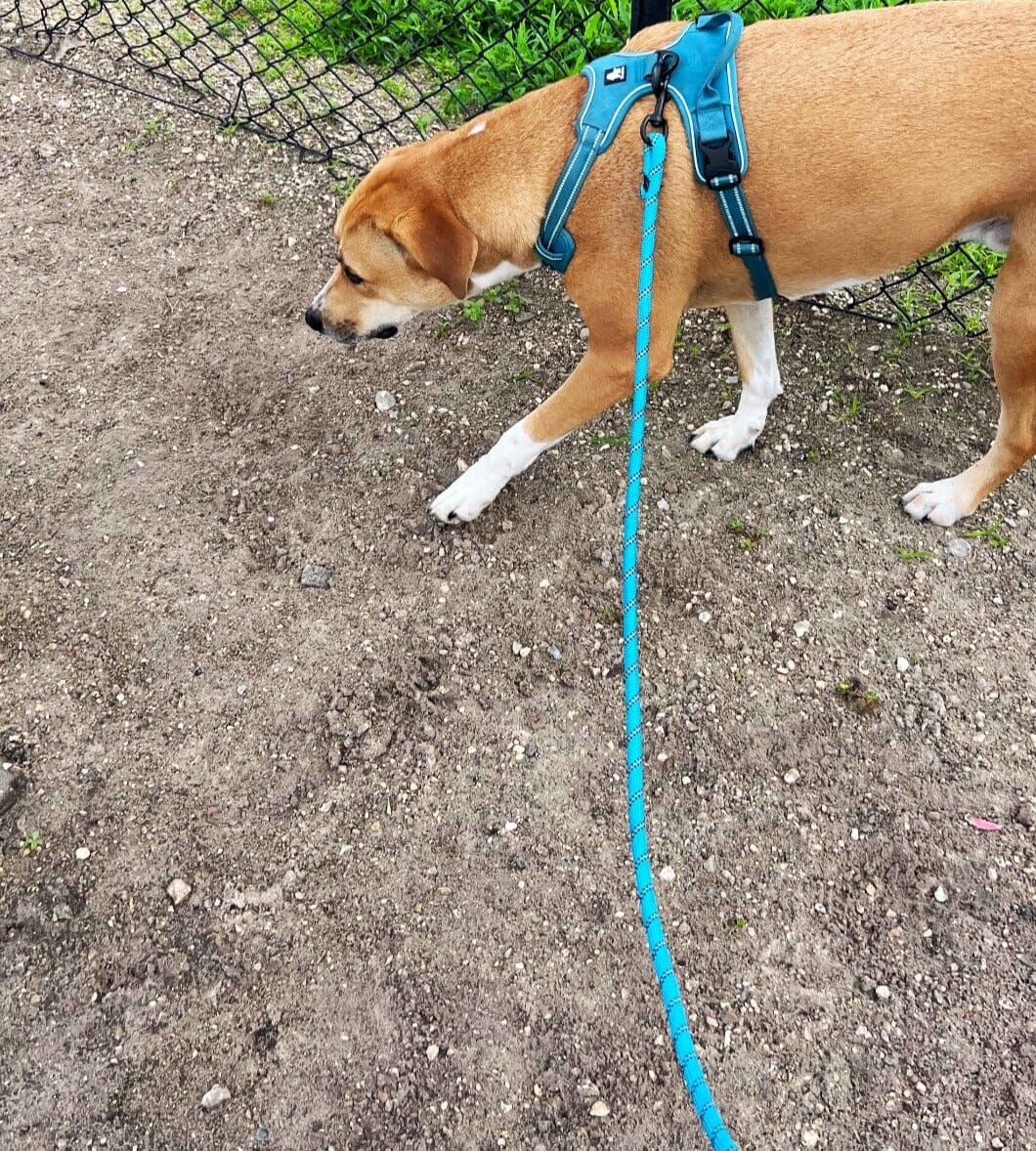 Reflective Leash With Padded Handle One Paw Dog Company 