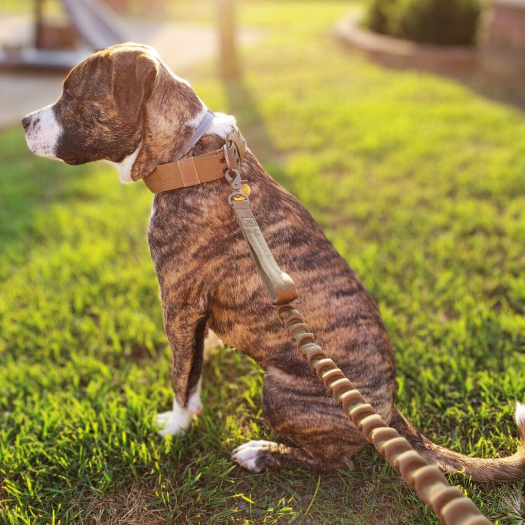 Adjustable Buckle-Up Collar One Paw Dog Company 