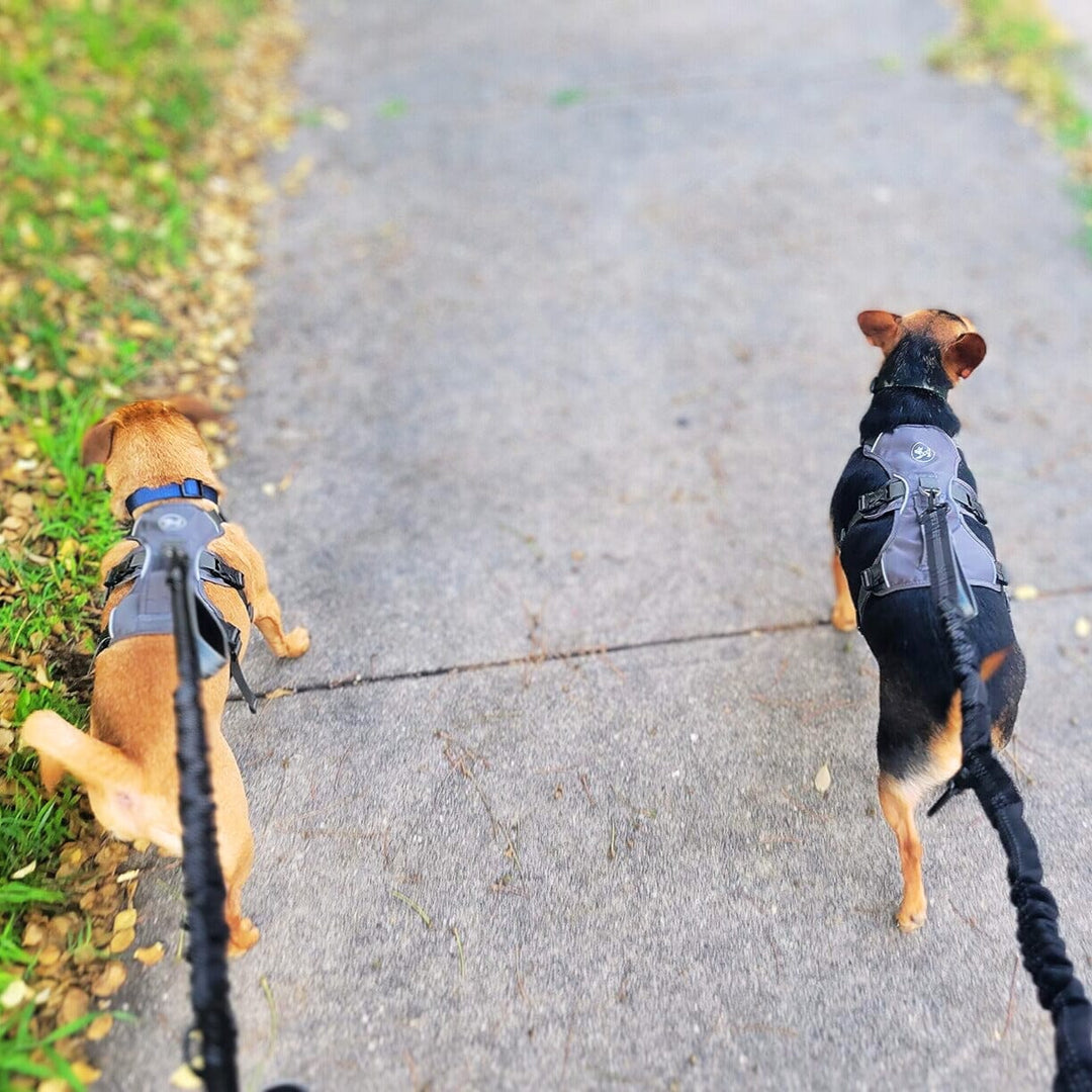 Reflective Harness With Padded Assistance Handle OnePaw Dog Company 