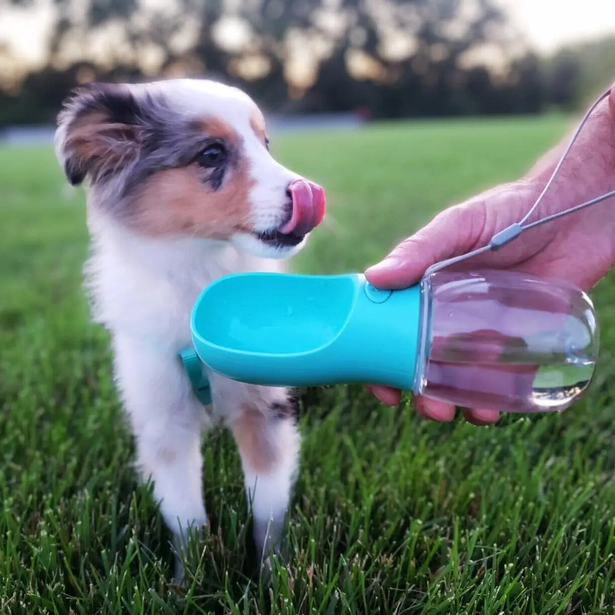 Portable pet dog top water bottle