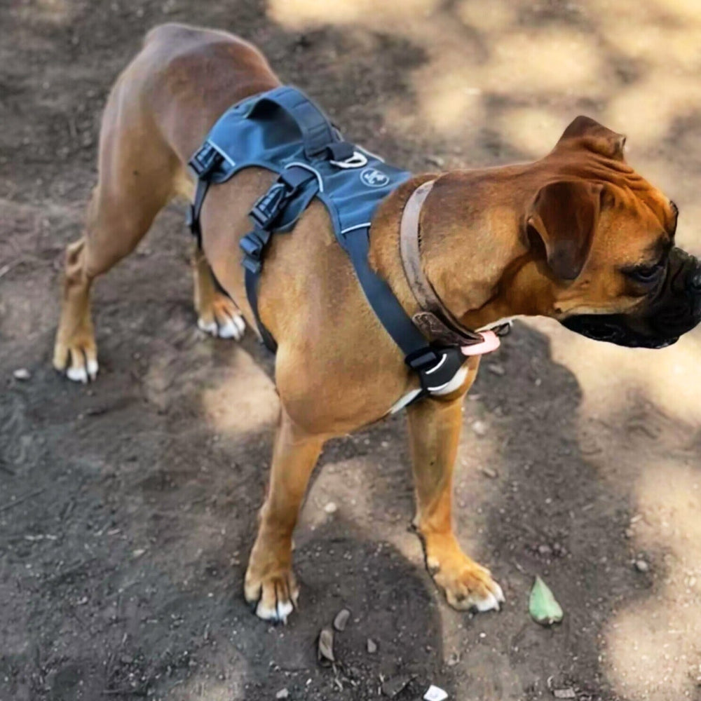 Reflective Harness With Padded Assistance Handle OnePaw Dog Company 
