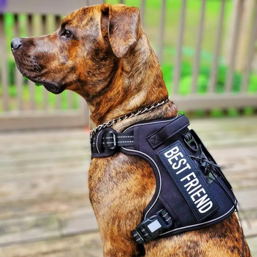 No Pull Harness Best Dog Collar And Leash COMMANDER™ No-Pull Dog