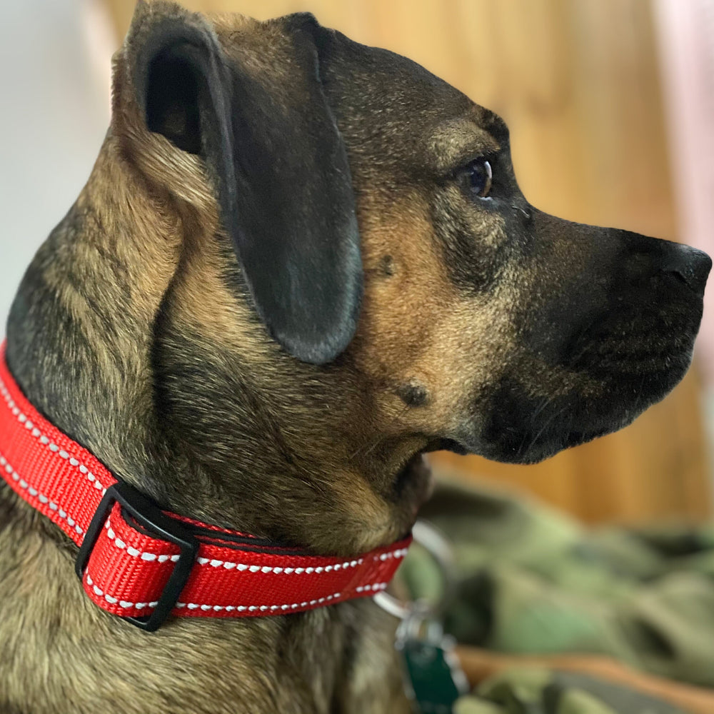 Reflective Nylon Collar One Paw Dog Company 