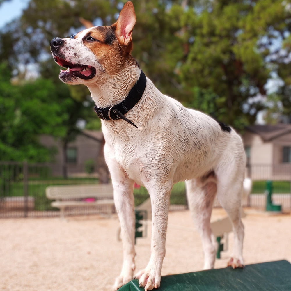 Adjustable Buckle-Up Collar One Paw Dog Company 