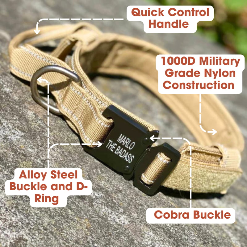 Cobra buckle dog sales collar with handle