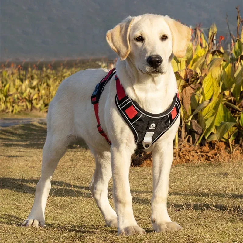 EXPLORER™ No-Pull Harness OnePaw Dog Company 