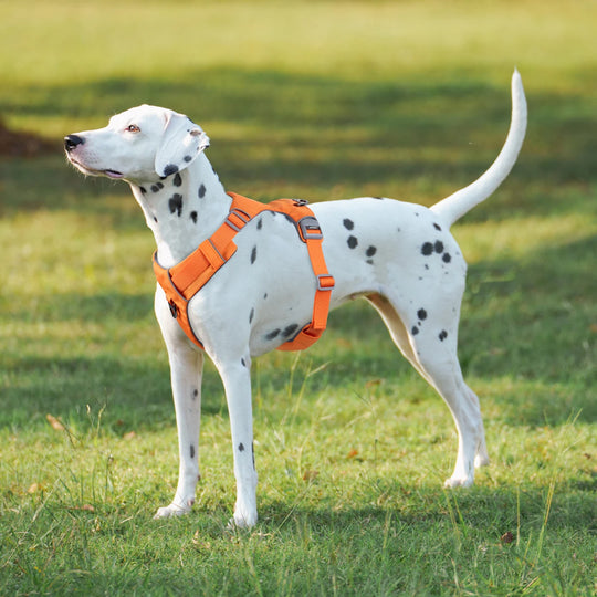 TRAILBLAZER™ Harness