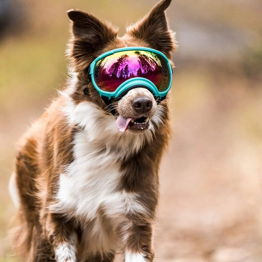 Anti UV Dog Goggles OnePaw Dog Company 