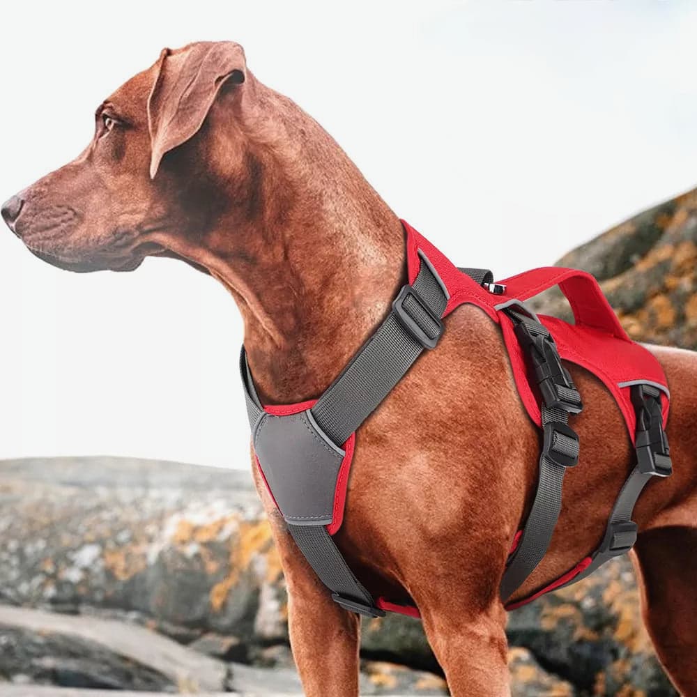 HOUDINI™ Double-Strap Harness