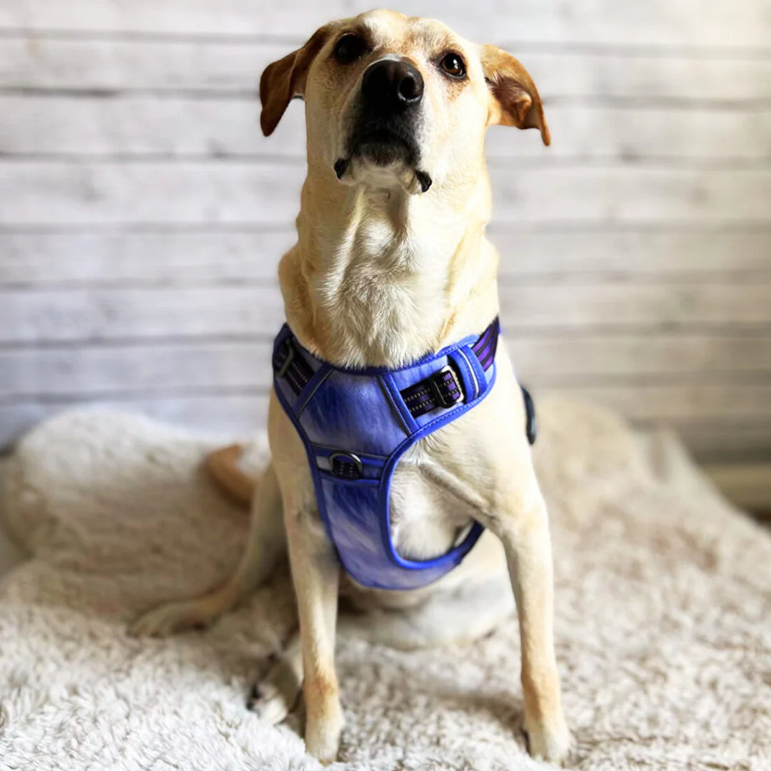 COMMANDER™ No-Pull Harness One Paw Dog Company 