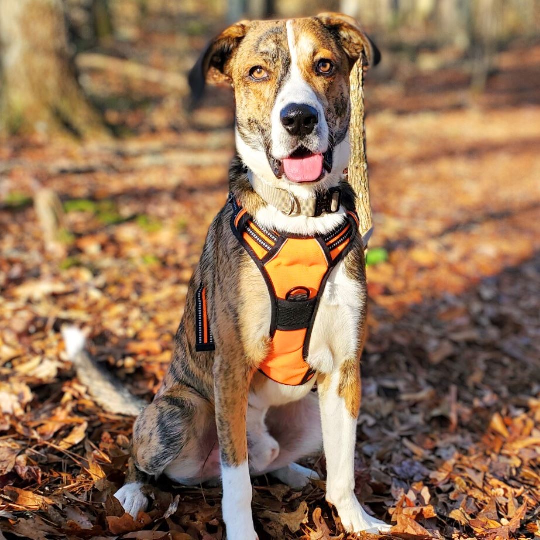 Reflective Easy Walk Harness One Paw Dog Company 