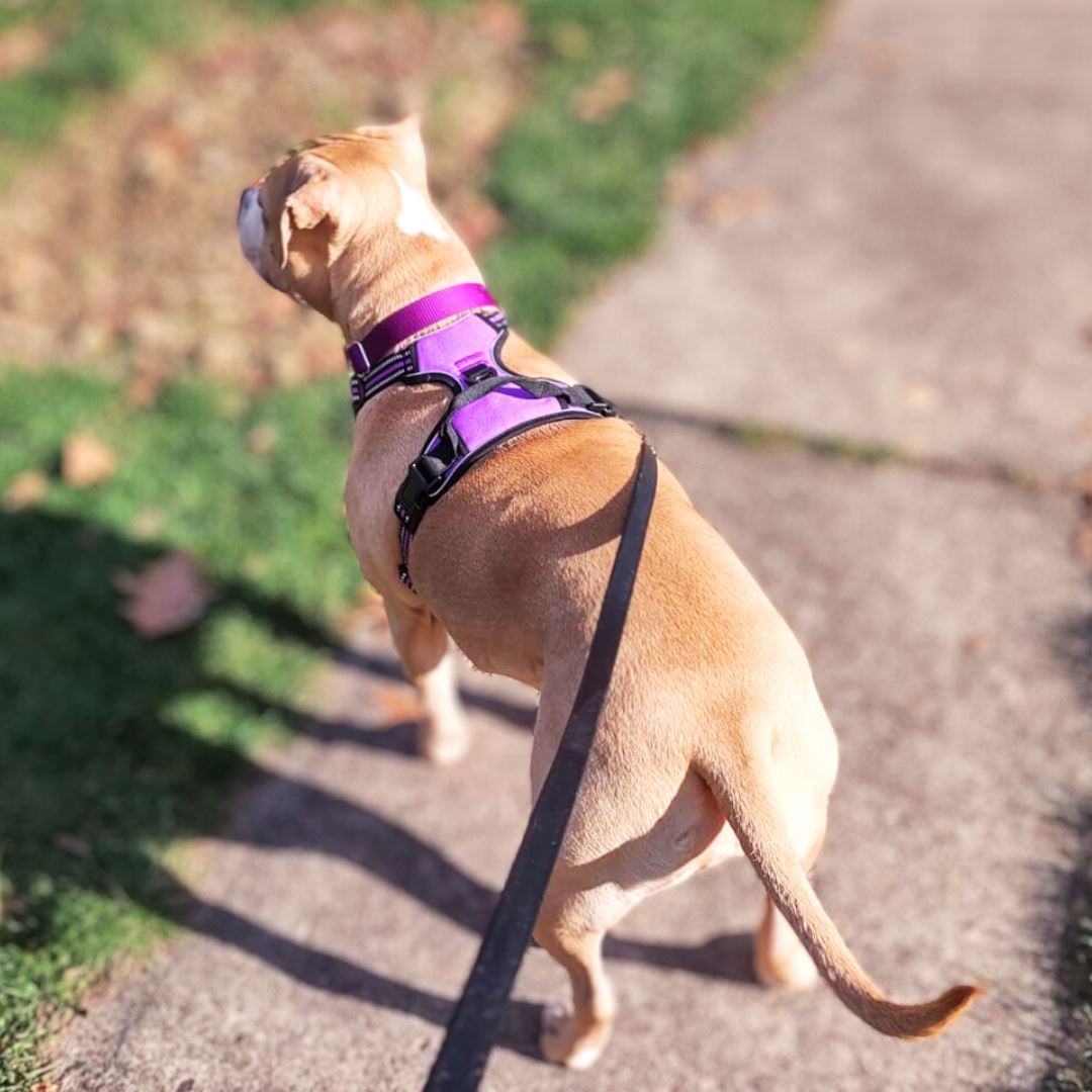 Reflective Easy Walk Harness One Paw Dog Company 