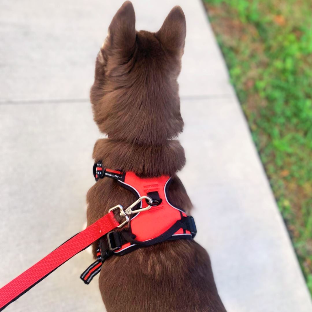 Easy-Walk No Pull Harness One Paw Dog Company 