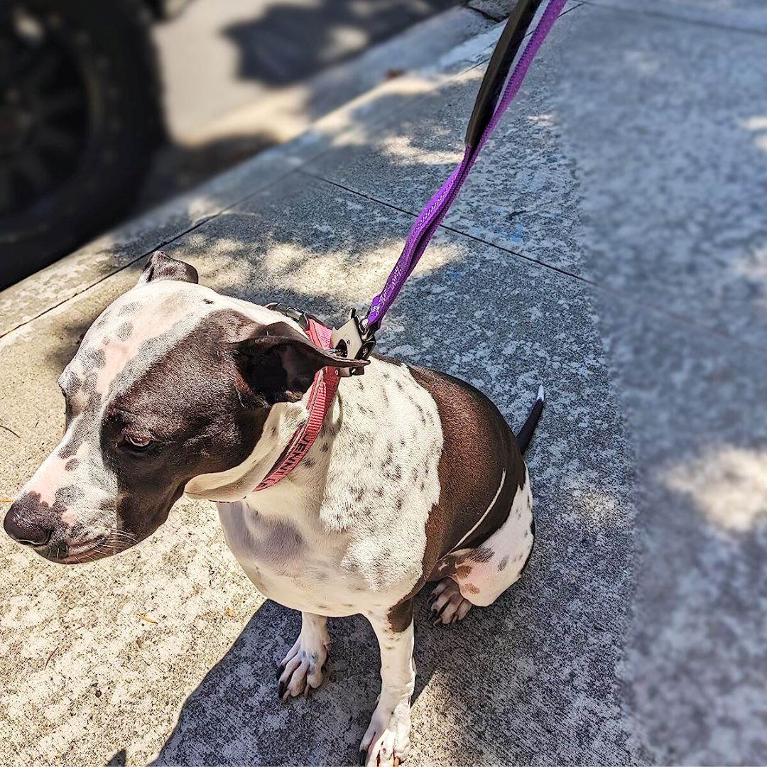 Heavy-Duty Bungee Leash With Metal Frog Clip OnePaw Dog Company 