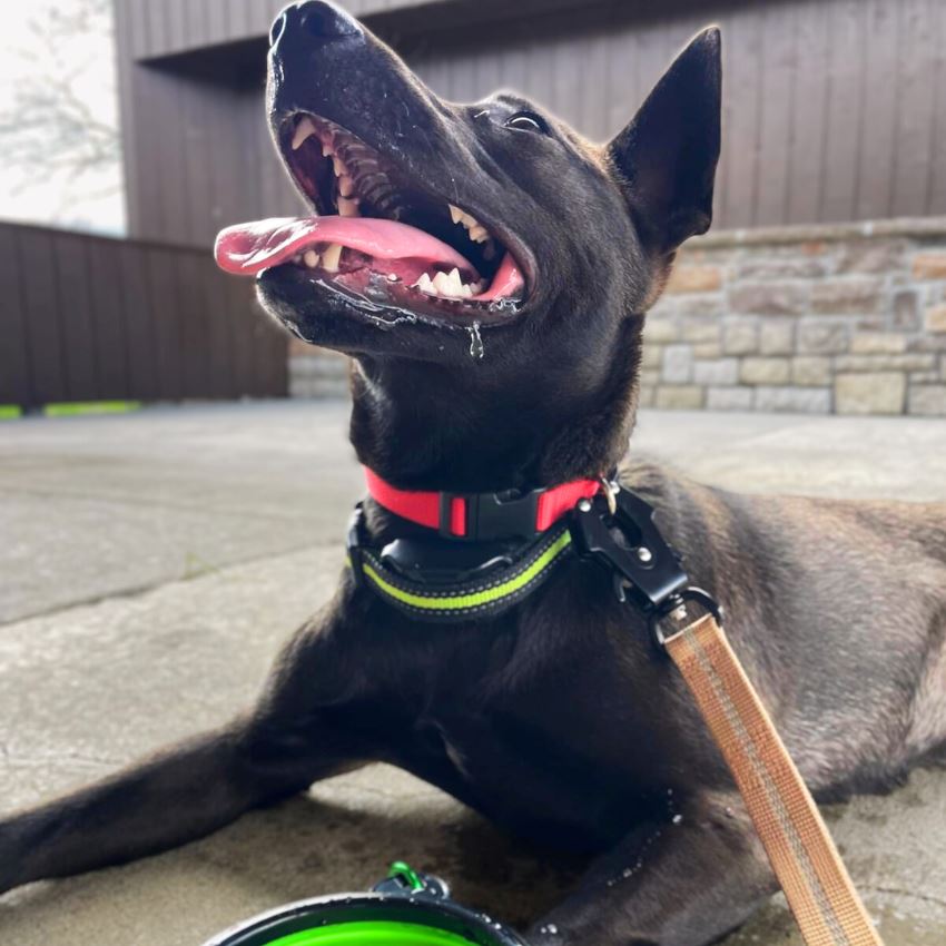 Heavy-Duty Bungee Leash With Metal Frog Clip OnePaw Dog Company 