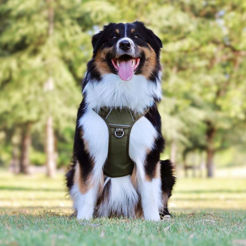 COMMANDER™ No-Pull Harness One Paw Dog Company 