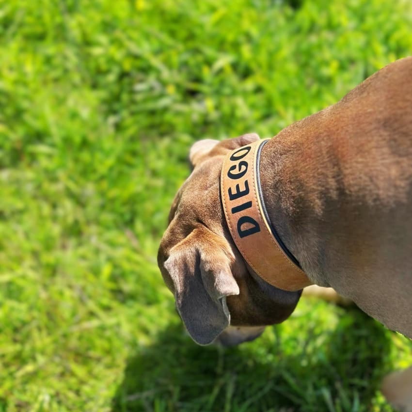 Personalized Leather Padded Collar