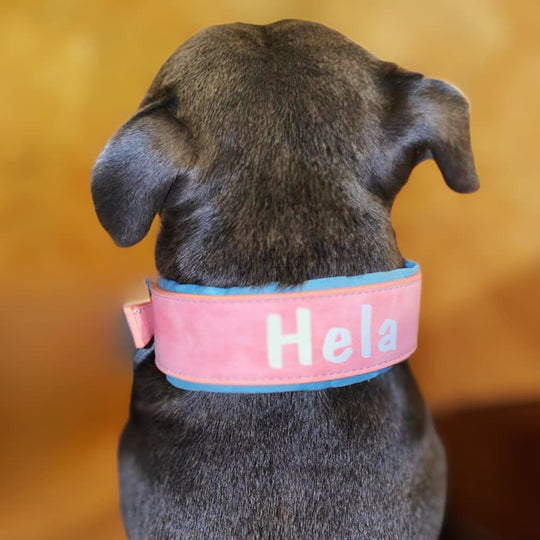 Personalized Leather Padded Collar