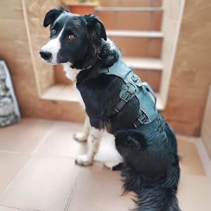 Dog Leash My Dog Keeps Escaping His Harness Escape-Proof Dog