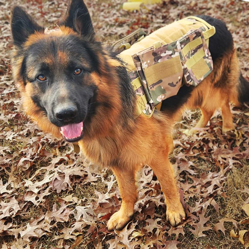 SIDEKICK™ Harness 