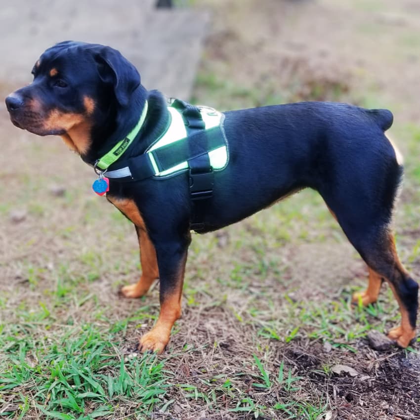 SENTINEL™ Personalized Harness