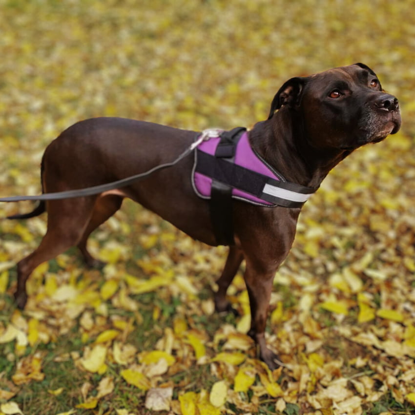 SENTINEL™ Personalized Harness