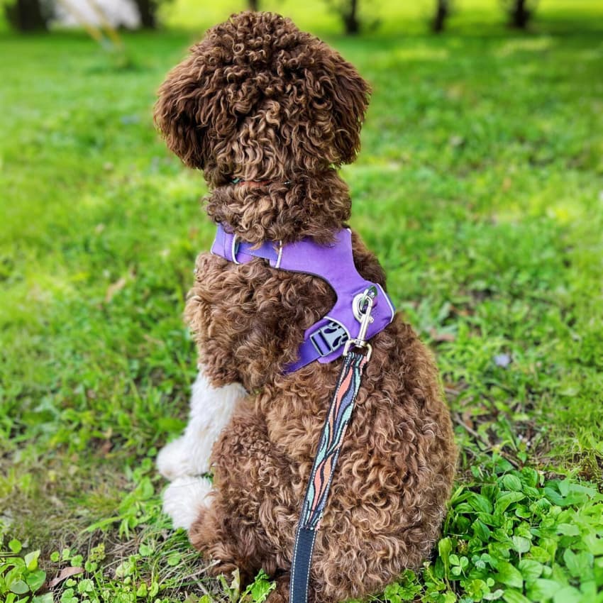 TRAILBLAZER™ Harness