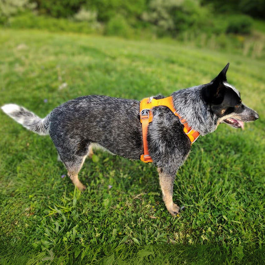 TRAILBLAZER™ Harness