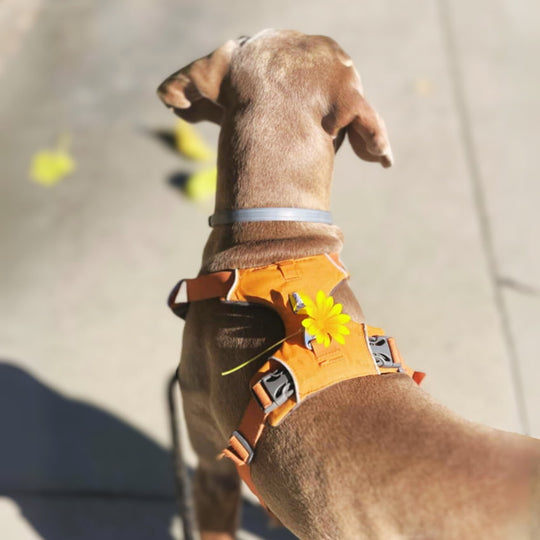 TRAILBLAZER™ Harness