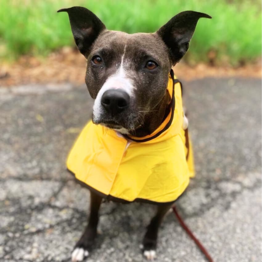 STORMSHIELD™ Rain Jacket 