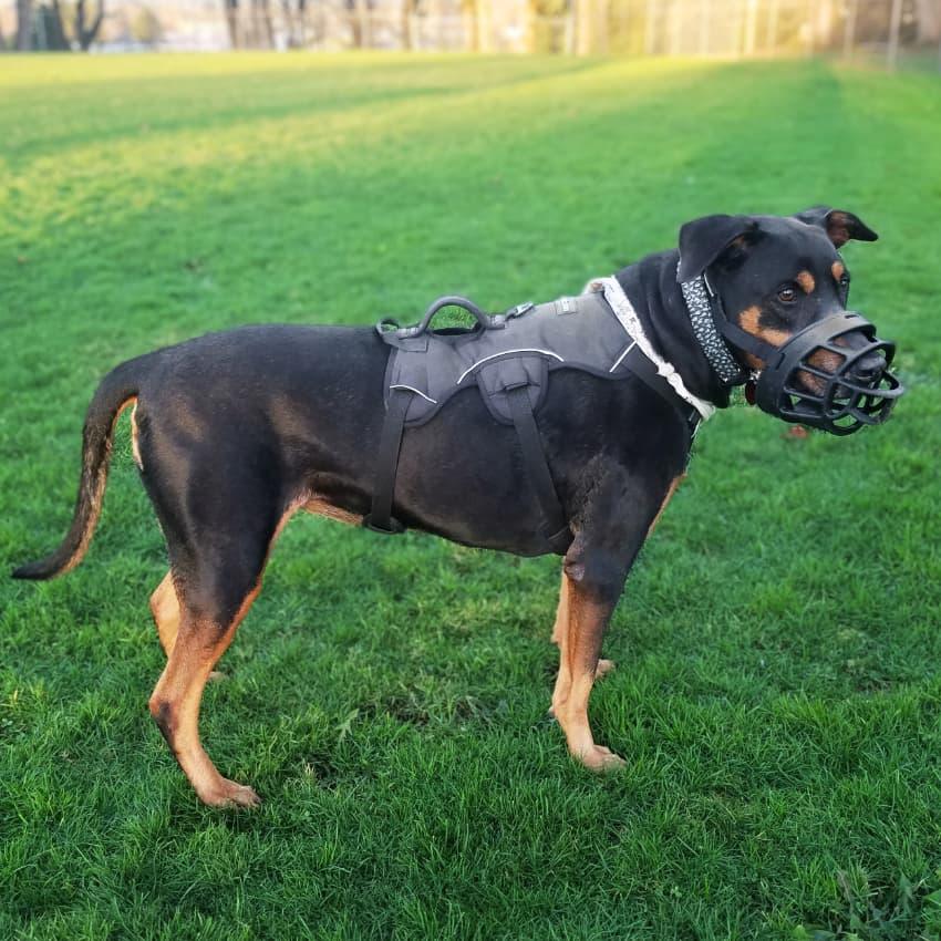 Escape-Proof Dog Harness Houdini Harness by OnePaw – OnePaw Dog