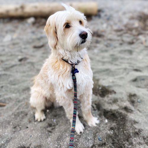 Custom Multi-Coloured Collar & Leash Set One Paw Dog Company 