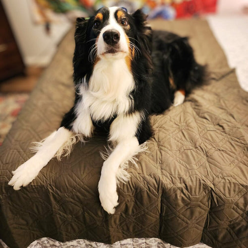 Water-Resistant Furniture and Bed Blanket OnePaw Dog Company 
